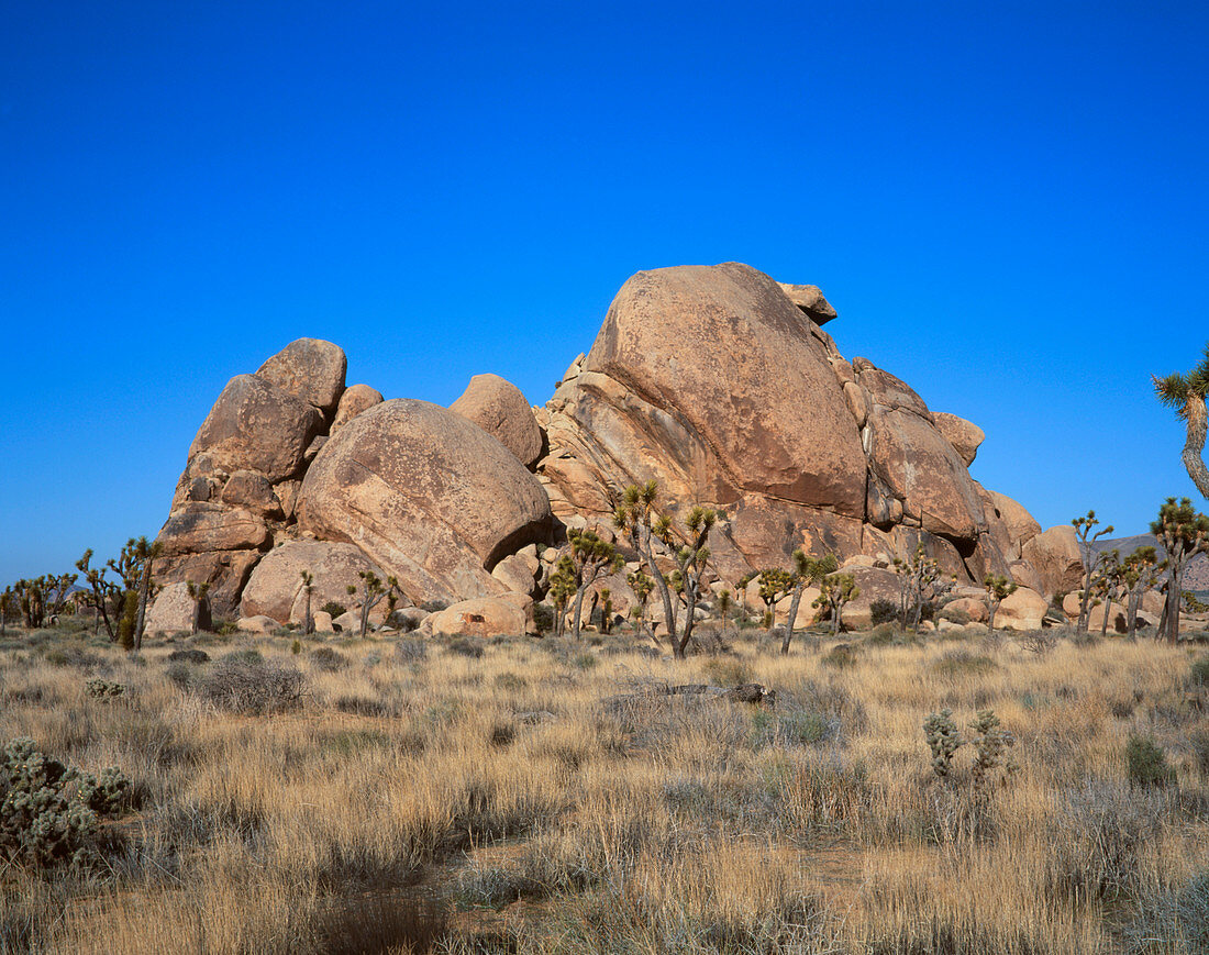Desert landscape,Joshua Tree National Monument