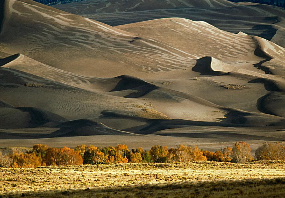 View of desert sand dunes and cottonwood trees