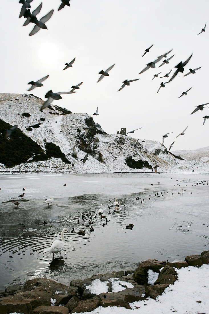 Water birds in winter