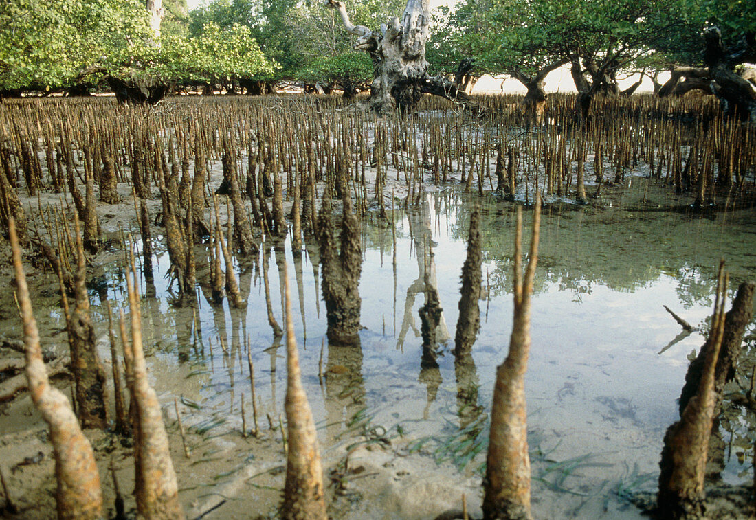 Mangrove swamp Indonesia