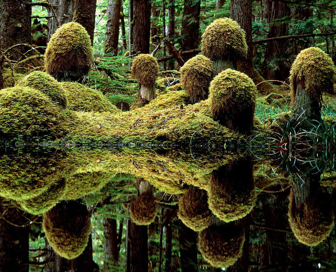 Moss-covered tree trunks reflecting in swamp water