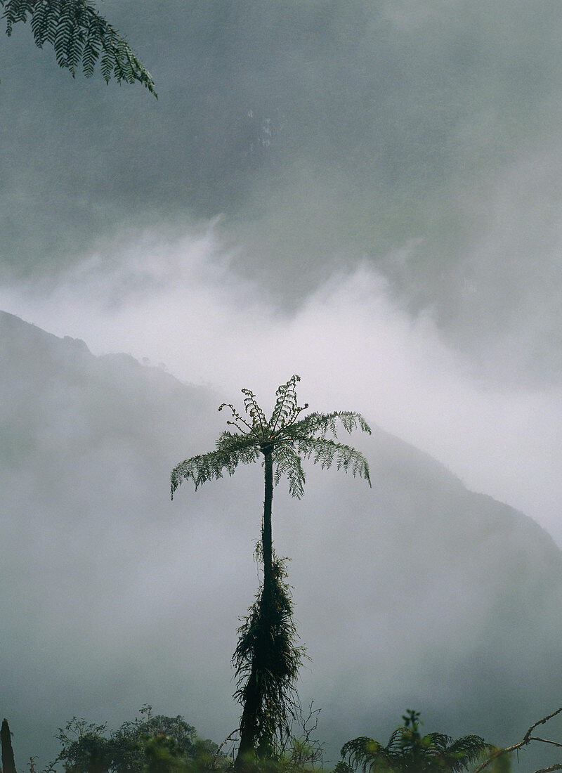 Area of cleared cloudforest,Juval valley,Ecuador