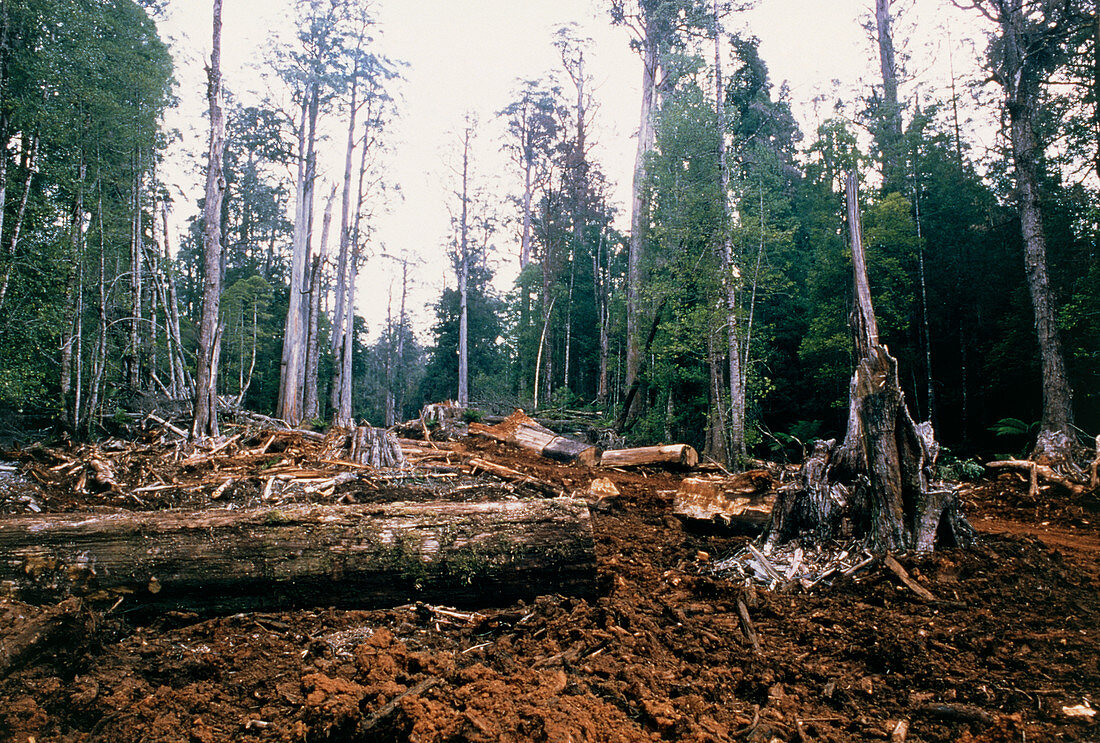Deforestation in Tasmania
