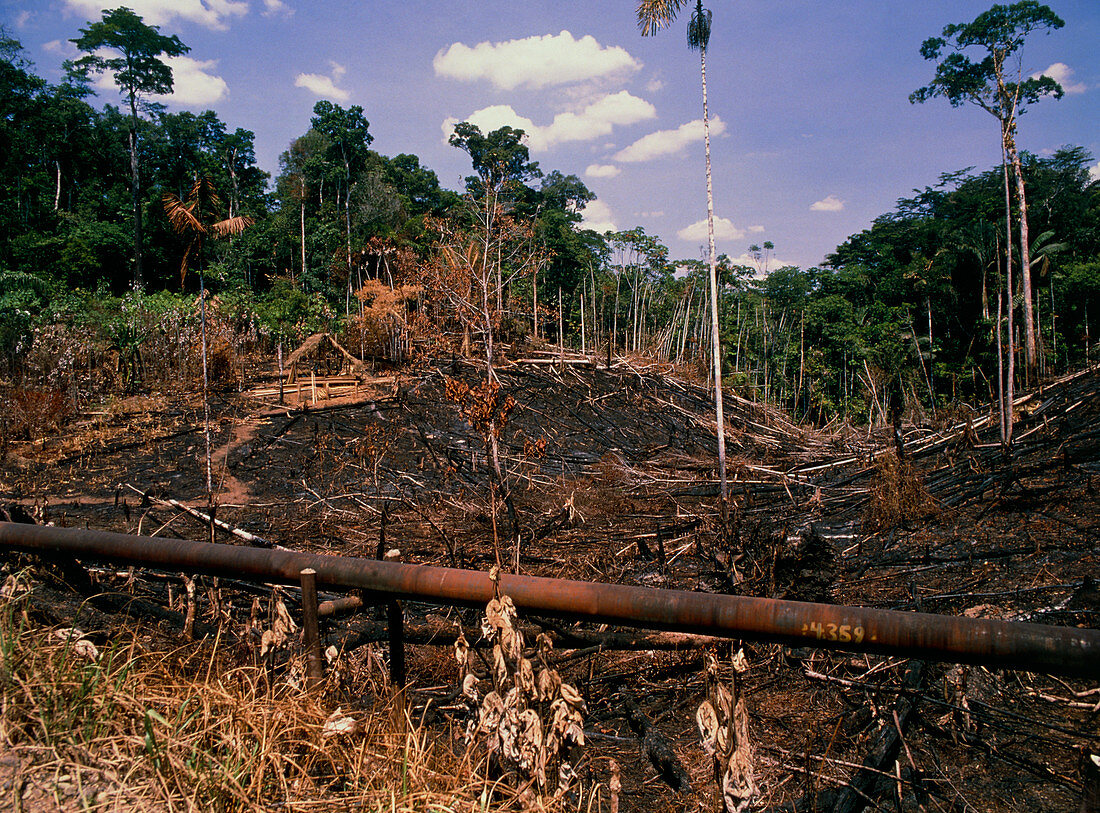 Colonisation of the Amazonian rainforest