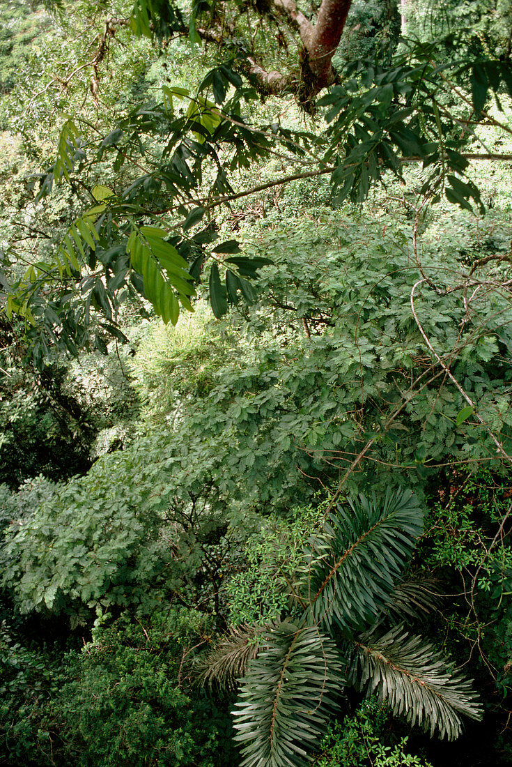 Understory vegetation seen from forest canopy