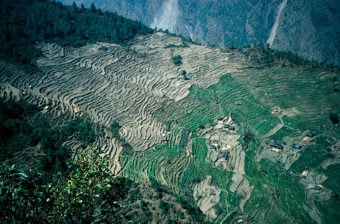 Example of deforestation at Syabru,Nepal