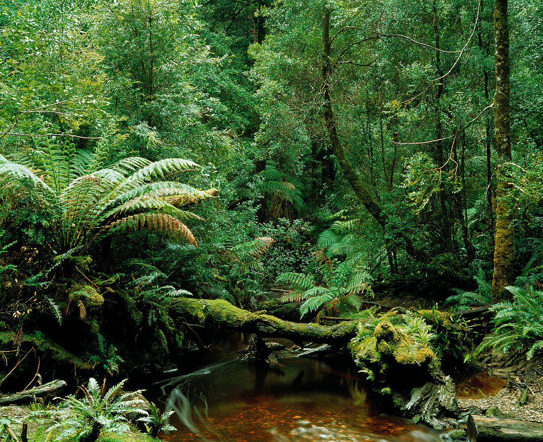 Understorey of temperate rainforest with stream