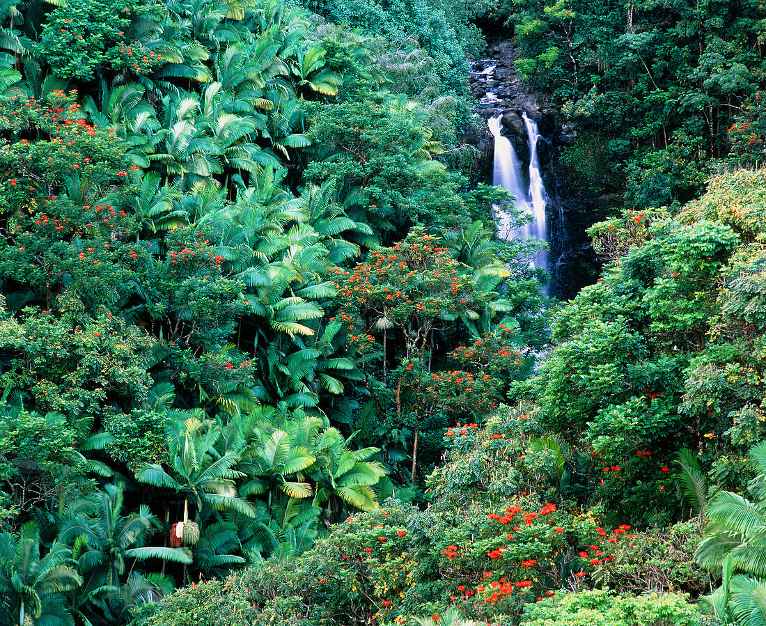 Tropical forest surrounding waterfall