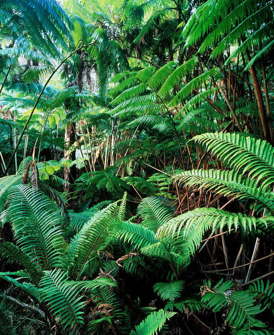 Tree ferns in tropical rainforest