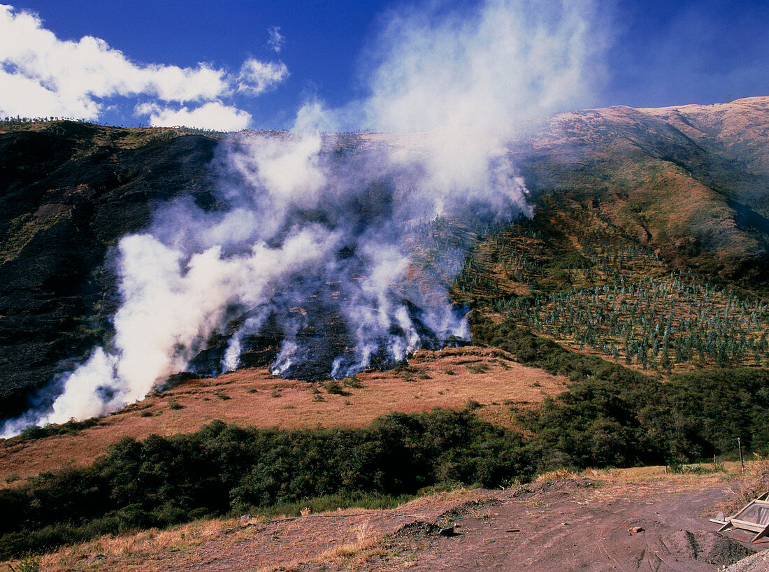 Burning land to prevent forest regrowth in Ecuador