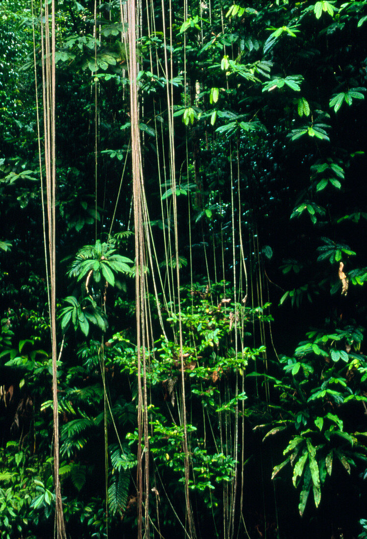 Tropical rainforest in Costa Rica