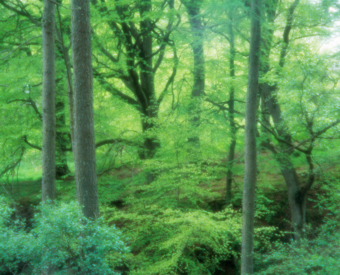 Beech woodland