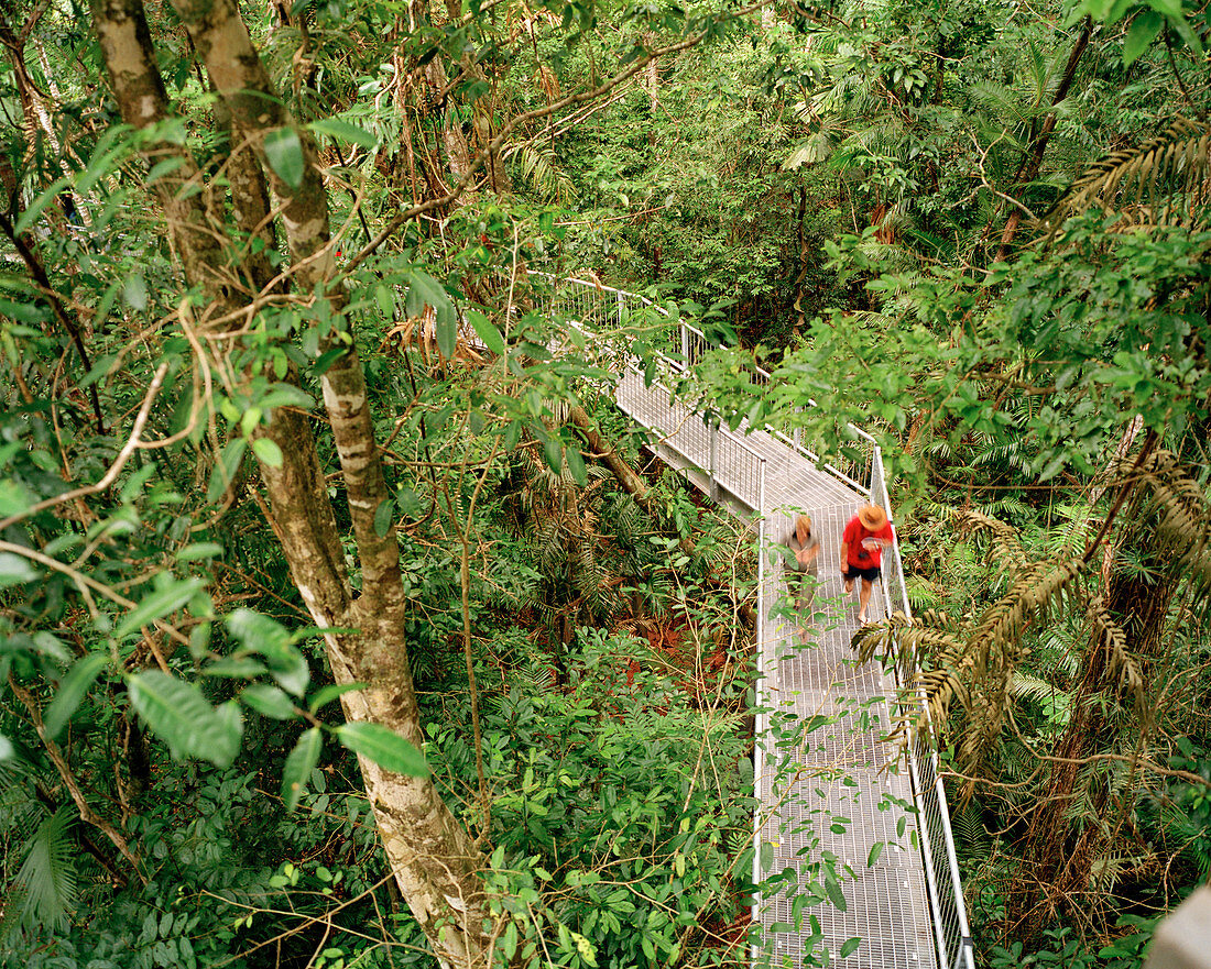 Rainforest aerial walkway