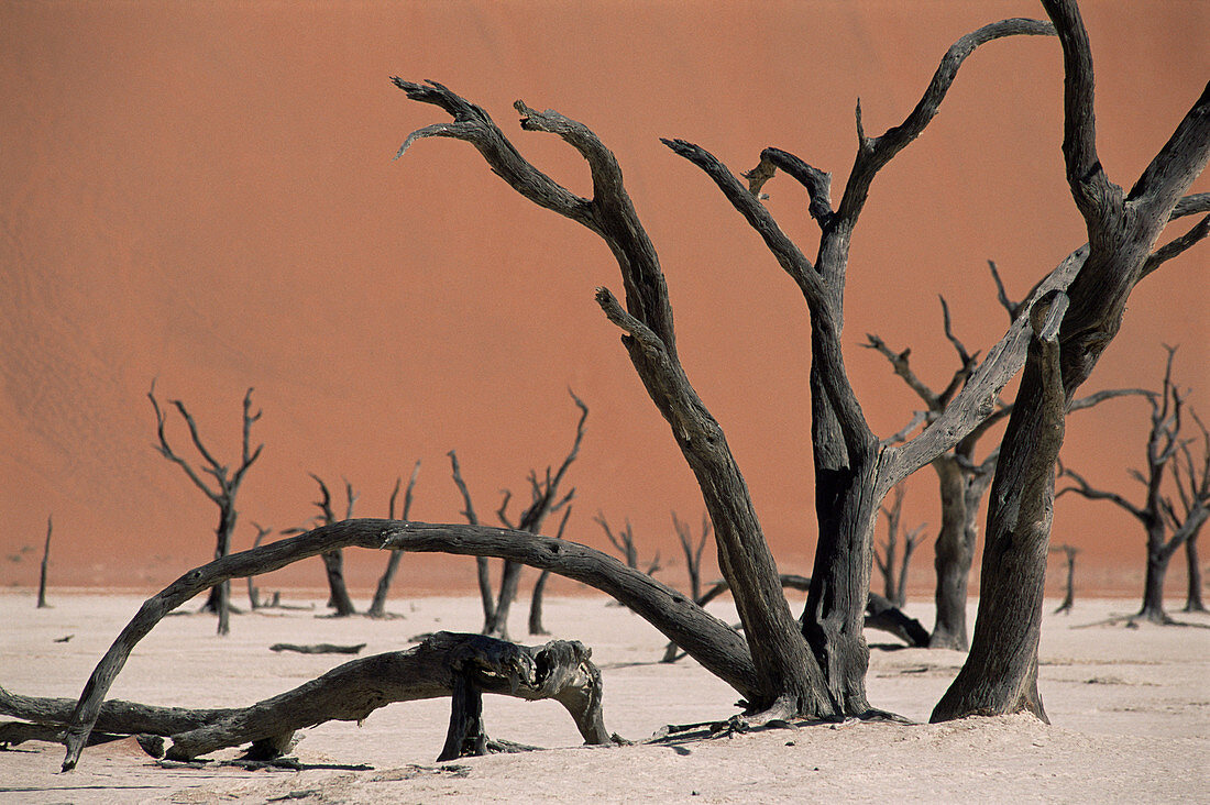 Dead acacia trees