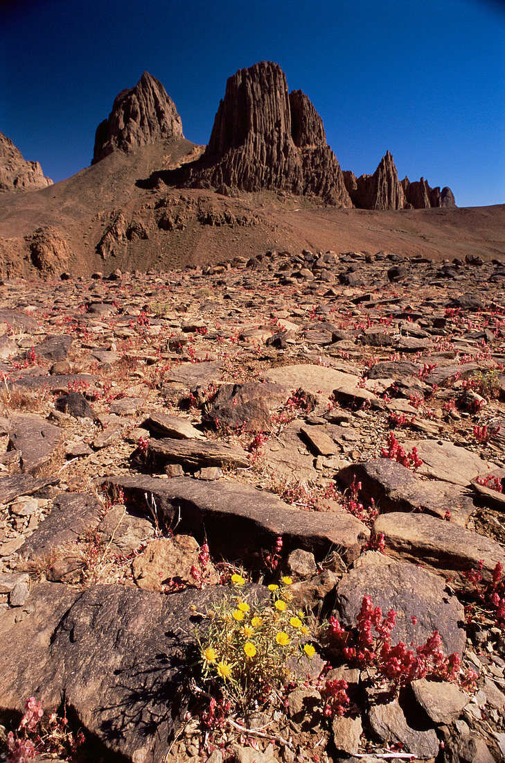 Desert flowers