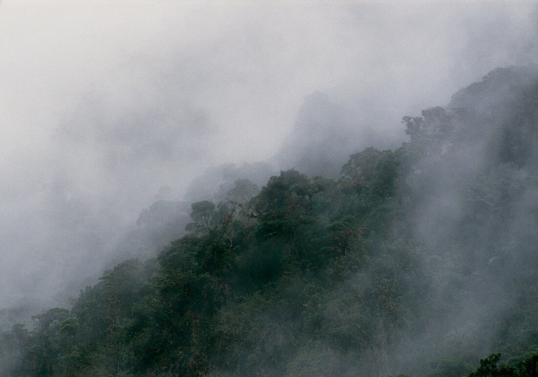 Primary cloud forest in Ecuador