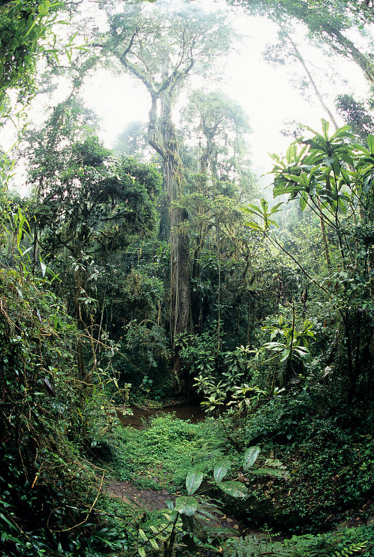 Ranomafana forest
