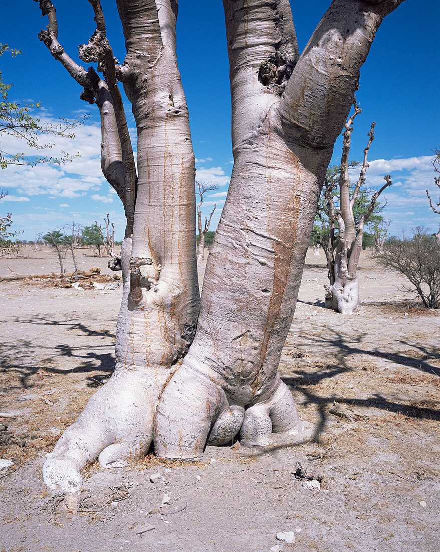 Sprokies wood moringa forest