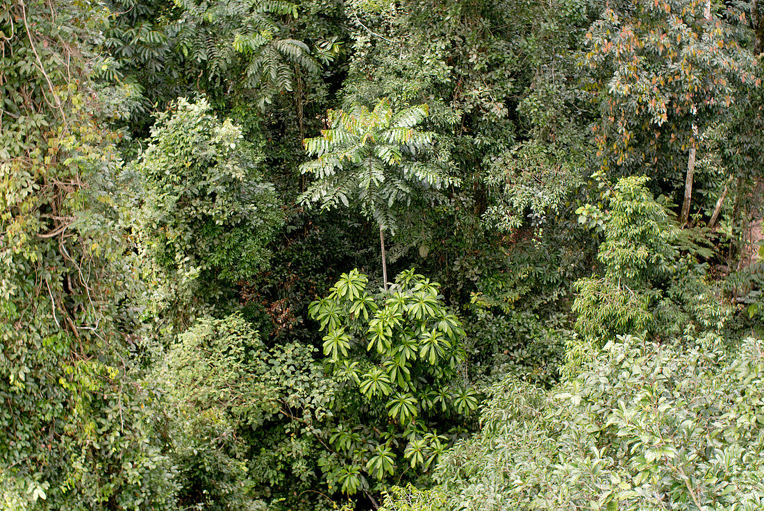 Tropical rainforest,Malaysia