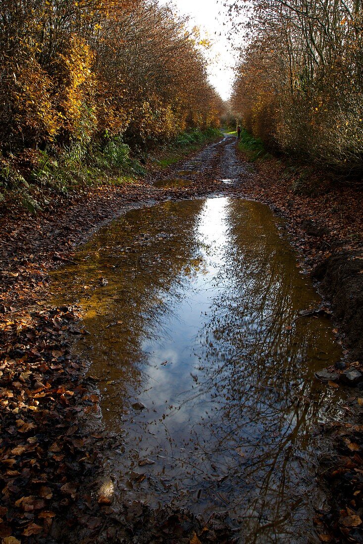 Puddle on a path