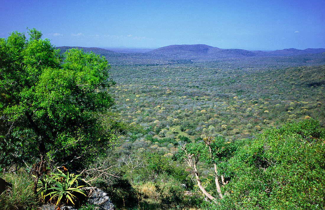 Parkland savannah in Swaziland