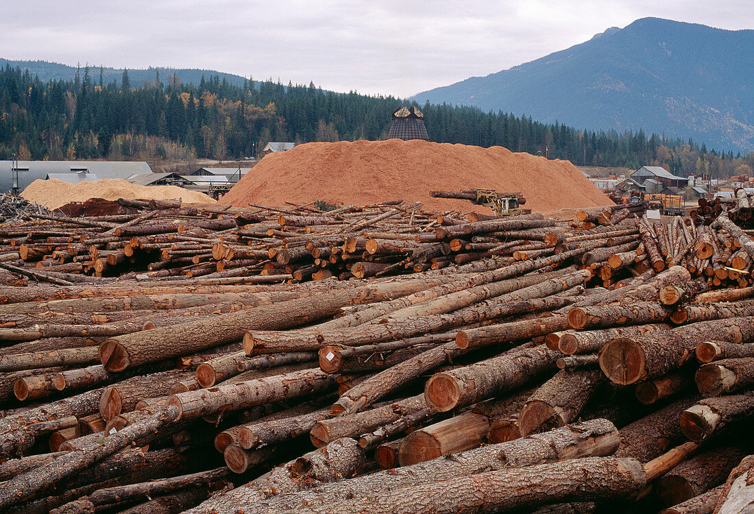 Piles of logs and sawdust at a sawmill