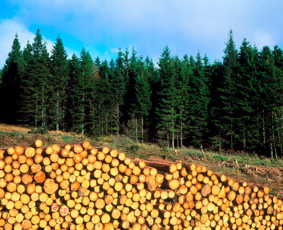 Harvested sitka spruce,Northumberland