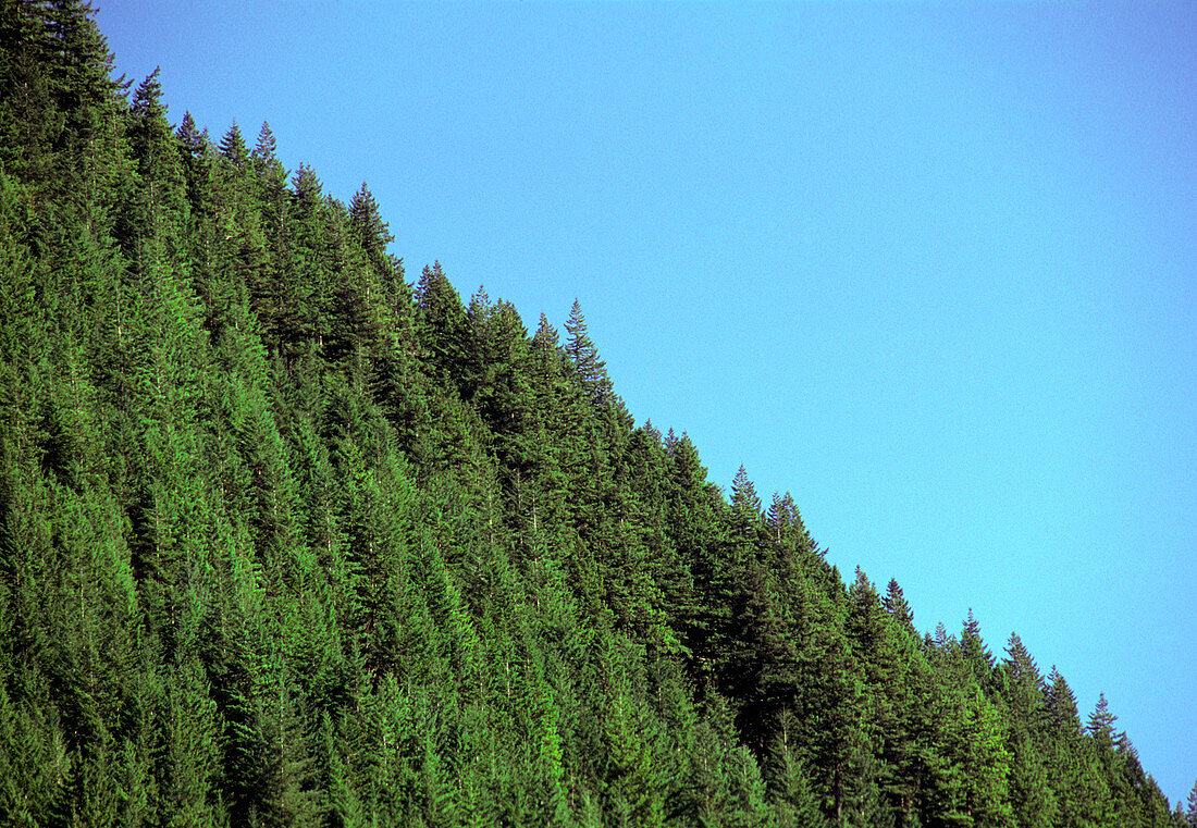 Douglas fir forest,British Columbia,Canada