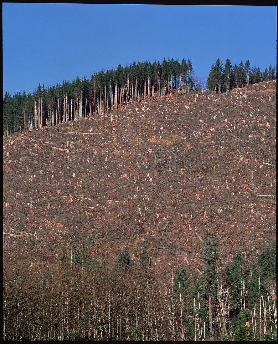 Tree stumps on clear-cut hillside,USA