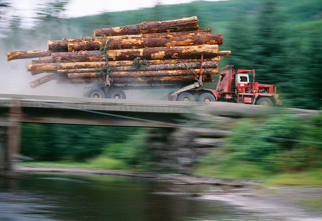 Truck carries felled logs