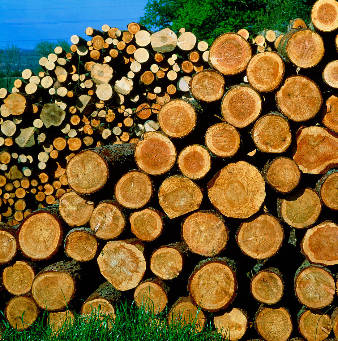 Felled logs