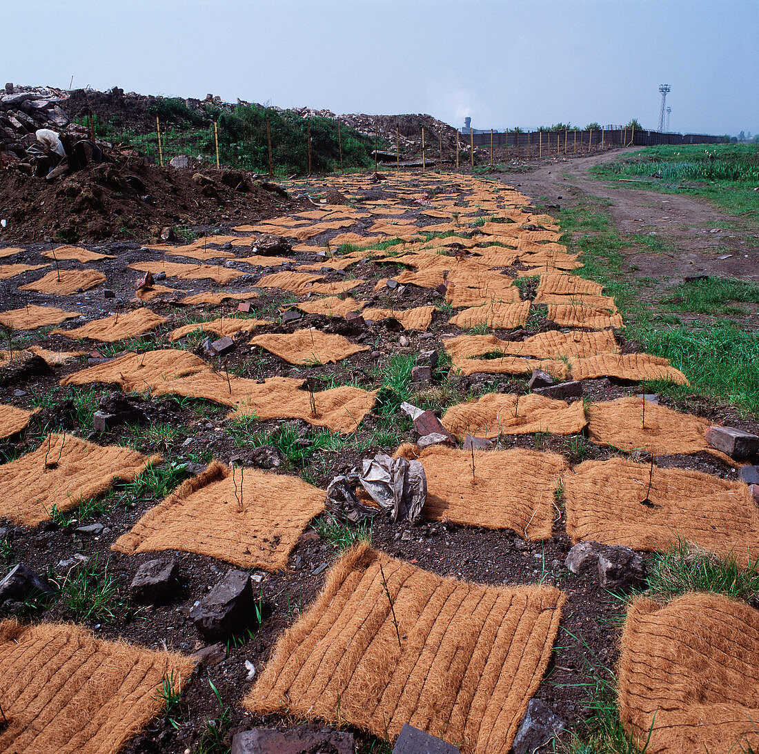 Scenic reforestation