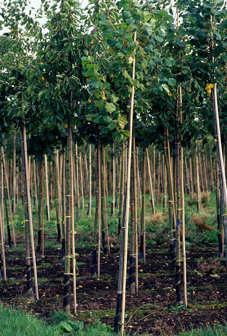 Young trees at a nursery