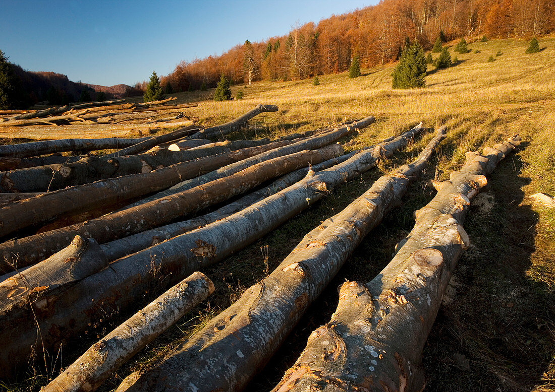 Felled beech tress