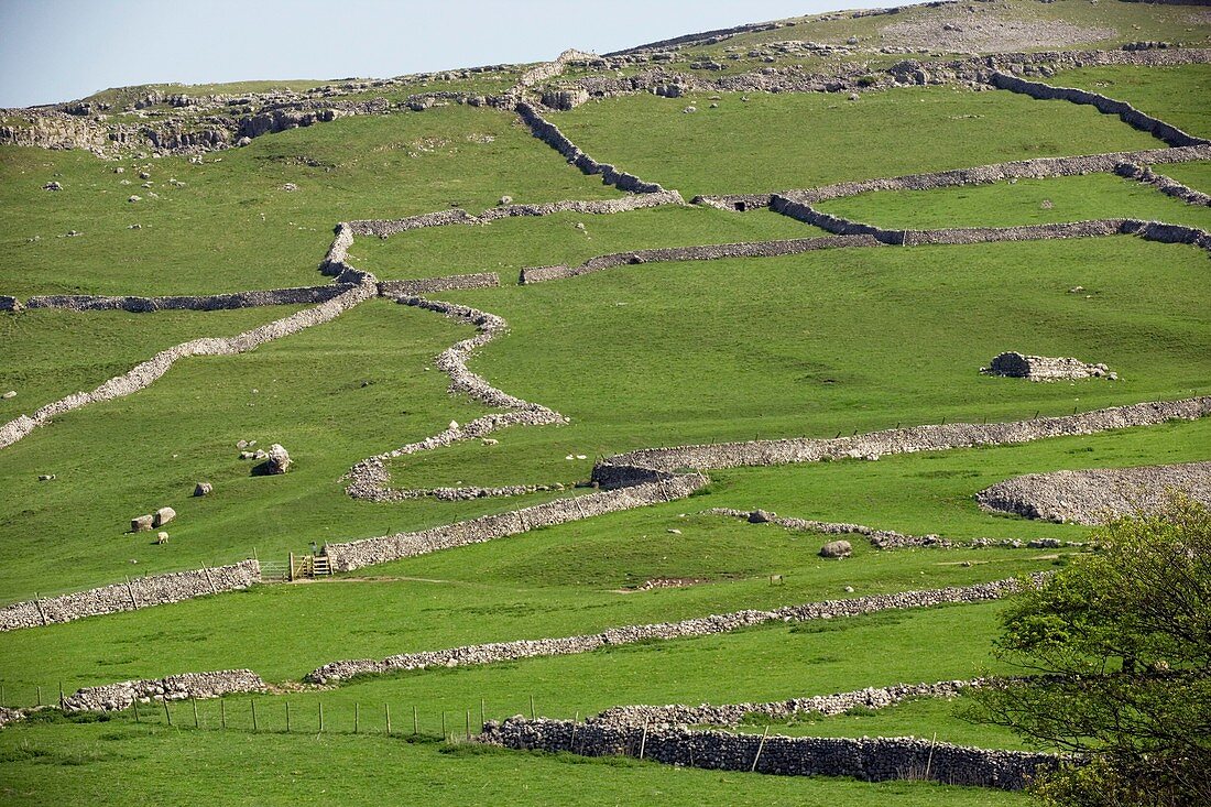 Agricultural landscape,Yorkshire Dales