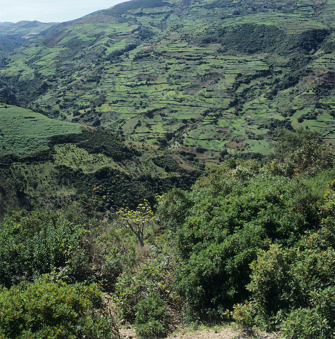 Terraced slopes