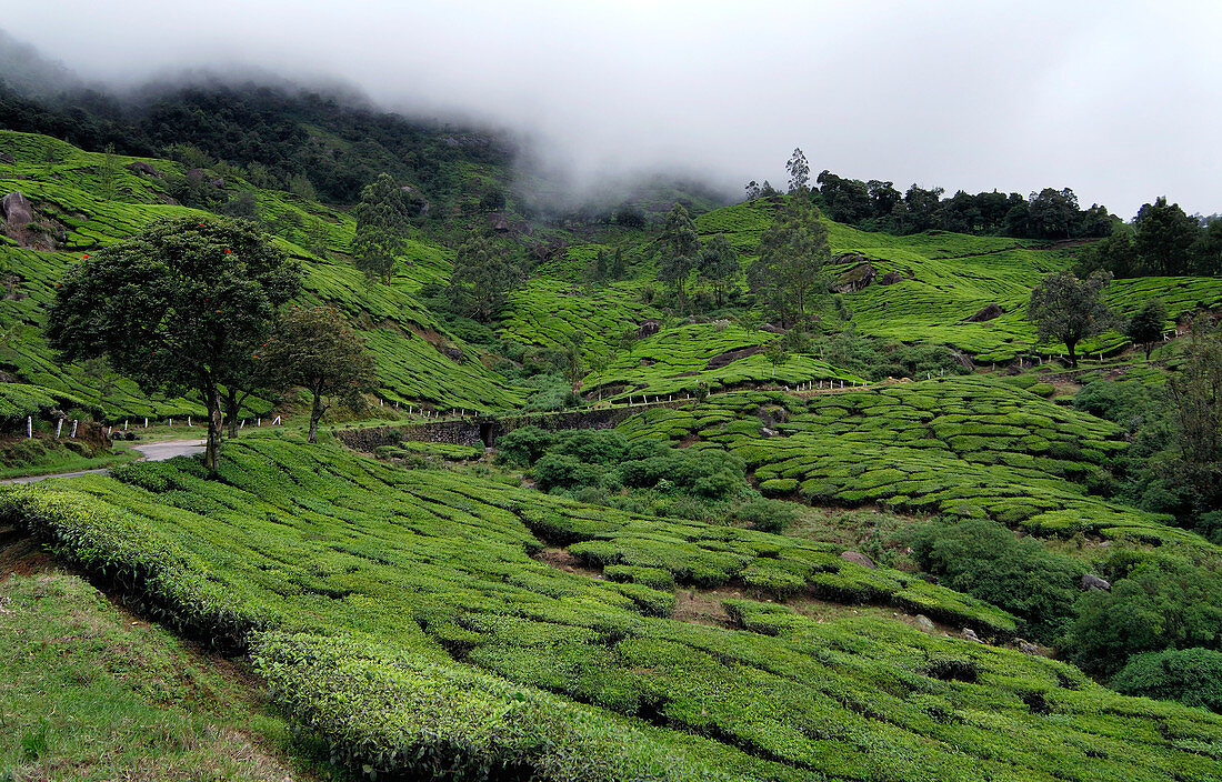 Happy Valley Tea Estate,India