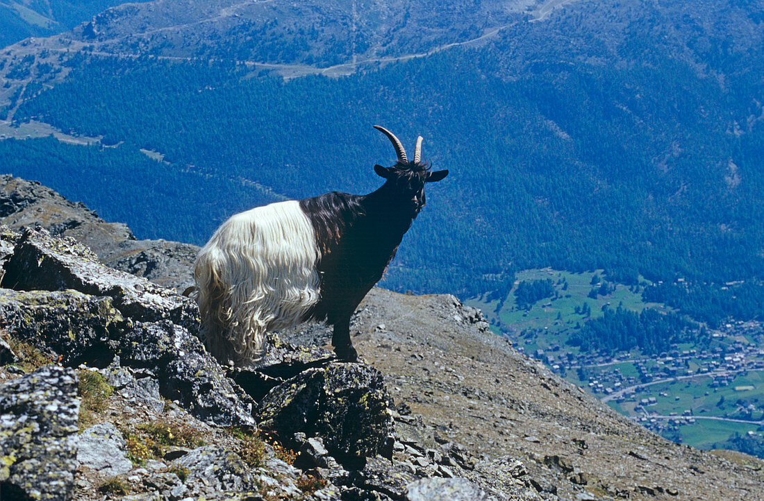 Valais blackneck goat