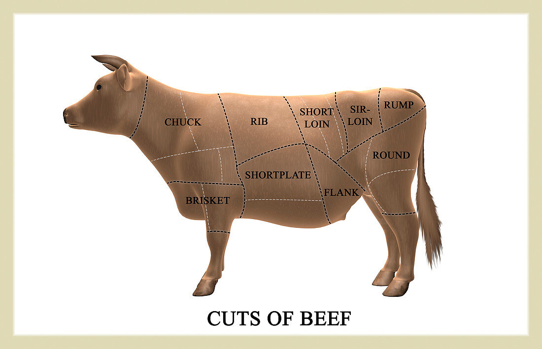 Cuts of beef