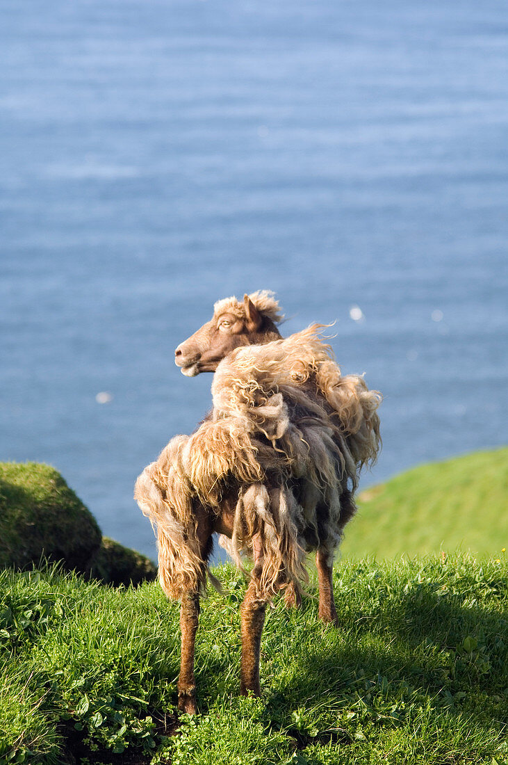 Faroese sheep