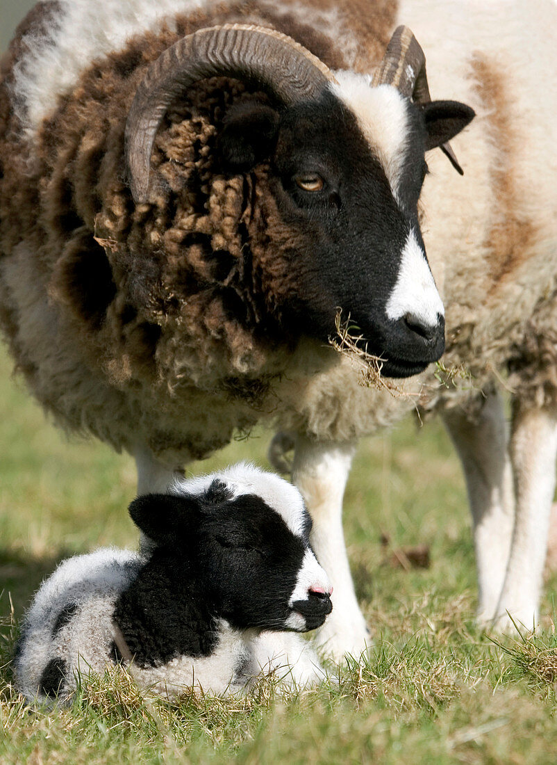 Jacob sheep with lamb