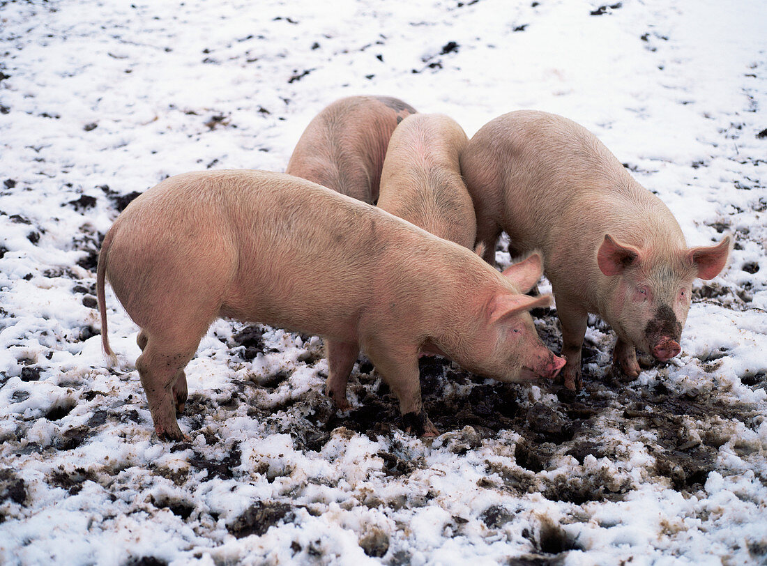 Pigs in snow