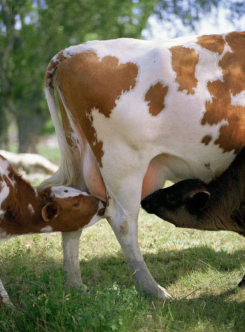 Calves suckling on their mother