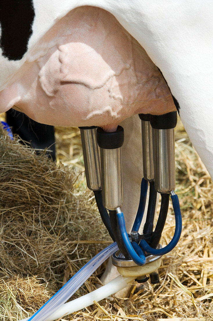 Mechanical milking of a cow
