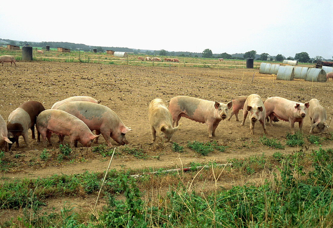 Free-range pig farming,Norfolk,England