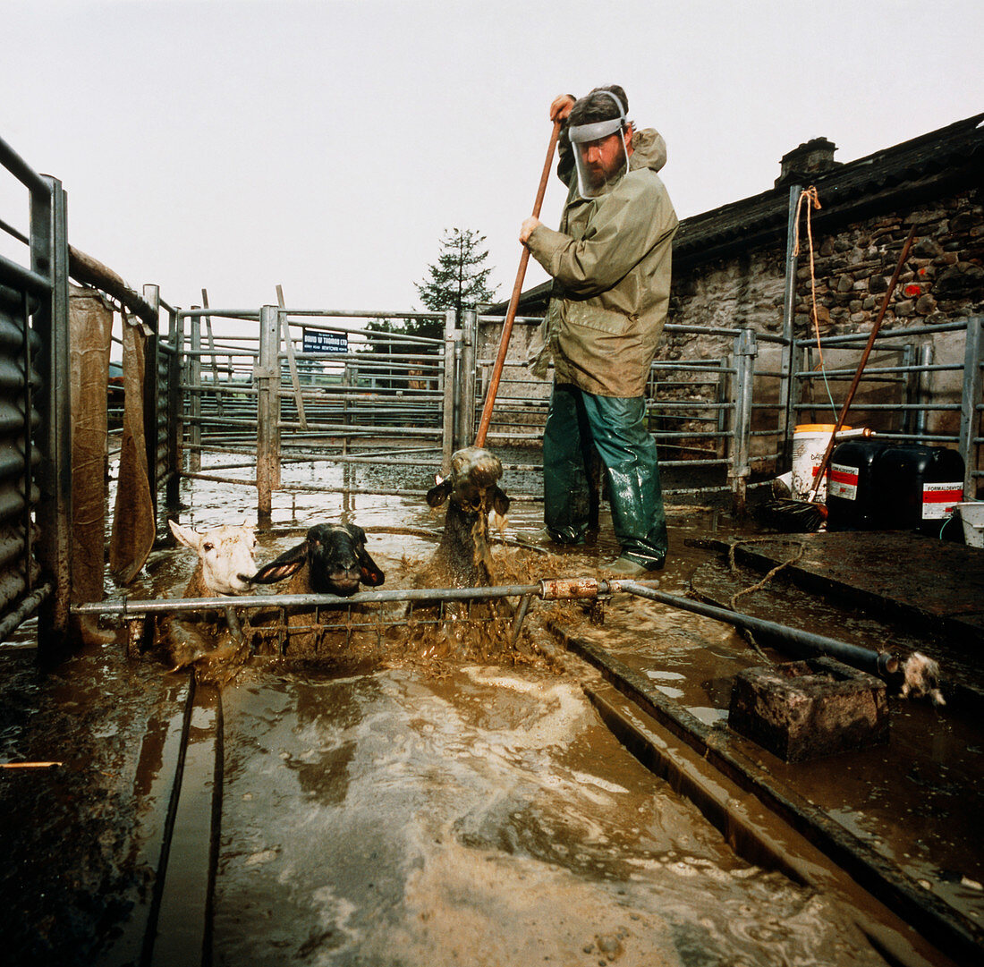Shepherd at work dipping sheep using formaldehyde