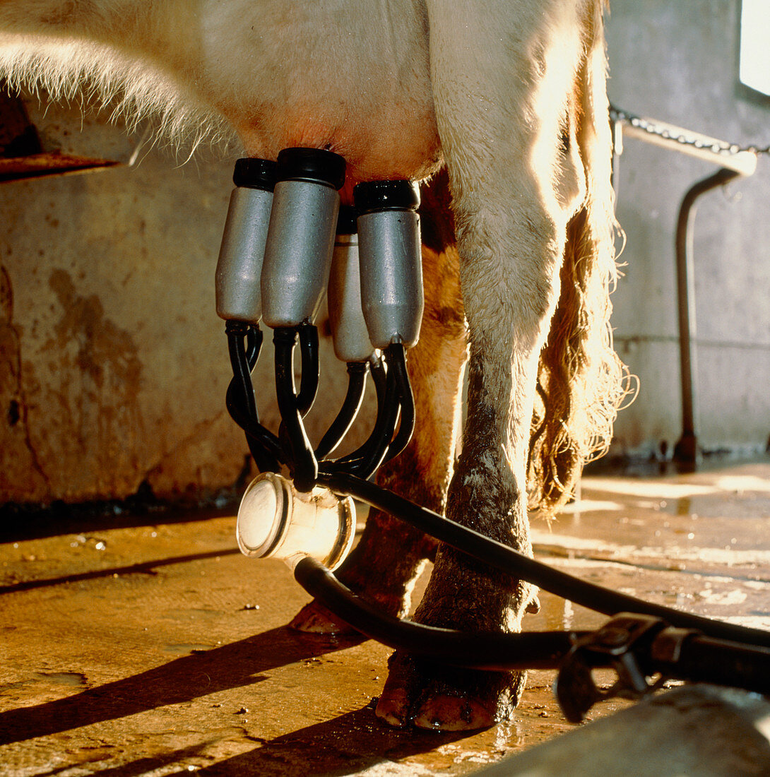 View of a cow being milked by a milking machine
