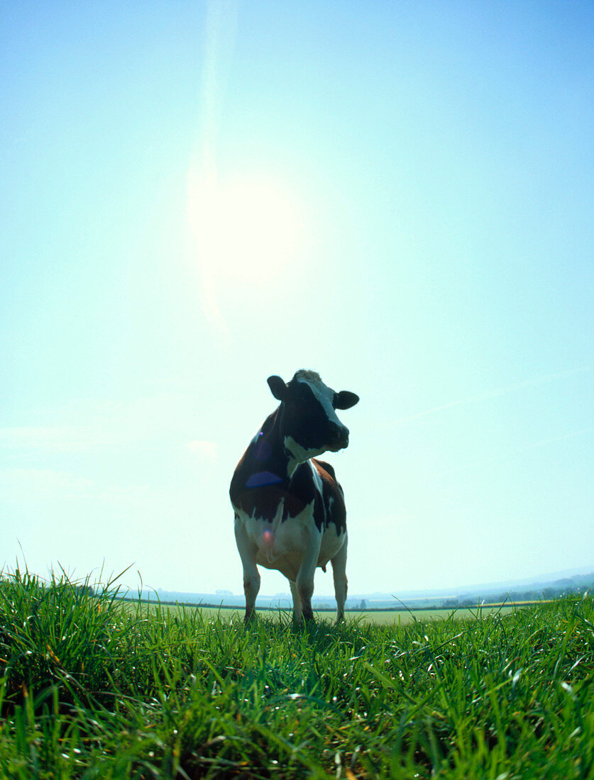 View of a Friesian-cross heifer in a field