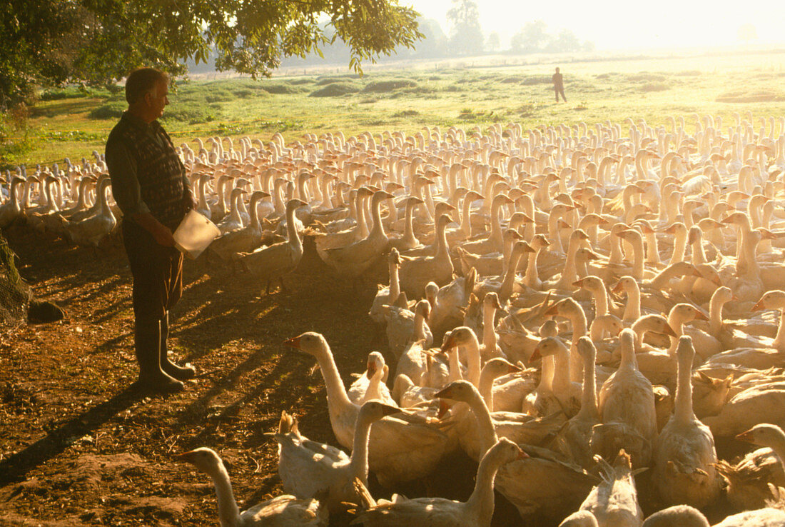 View of a goose farmer with a large flock of geese