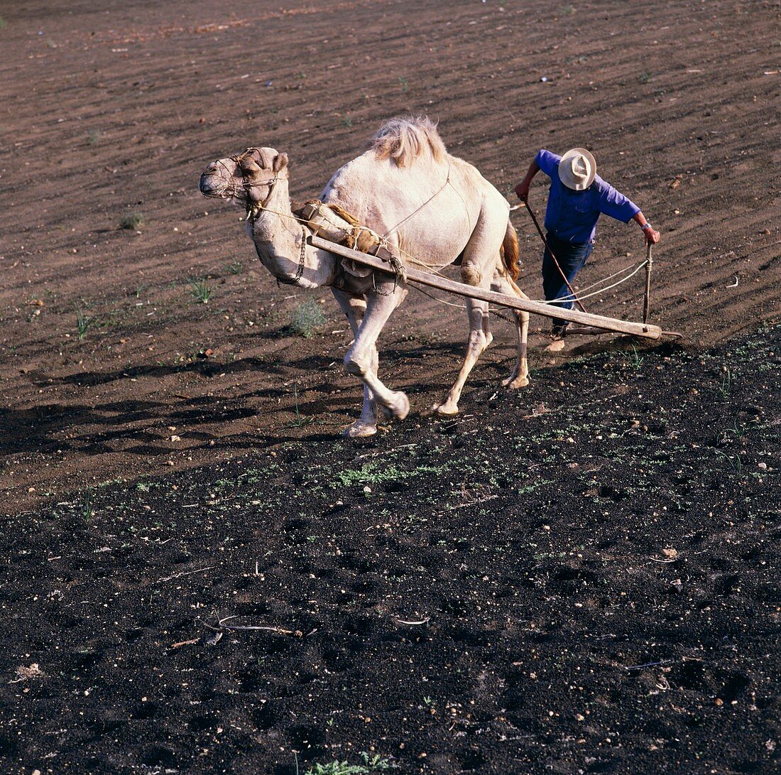 Camel ploughing a field in Lanzarote Island